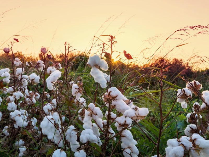 Cotton