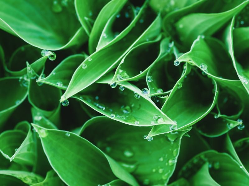 Green leaves with water drops, plant backgrounds